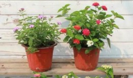 武汉中学生爆料视频最新,揭秘校园真实状况！”